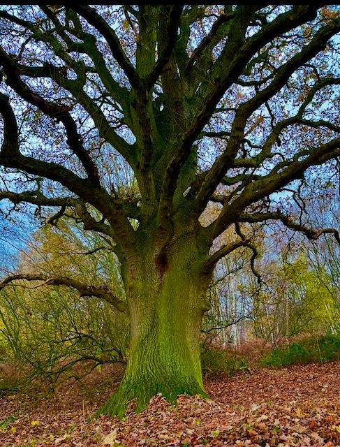 Shows a tree in woodland, greenery, leaves, therapy, therapist, counselling service, nature, outdoor therapy, walk and talk therapy how to contact and book therapywithlynsey@outlook.com
