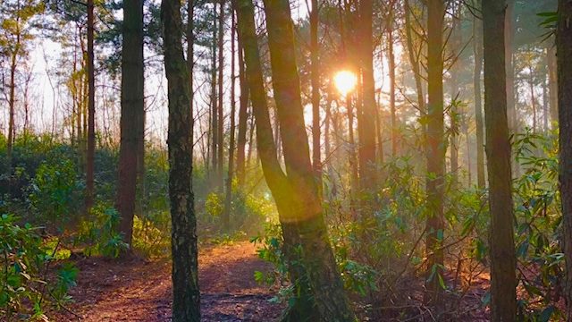 Woodland, trees, sun, outdoors, nature, therapy service, counselling, North Yorkshire, York, Selby, wellbeing, mental health